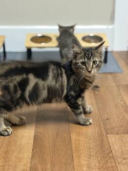 Gene Simmons -  Domestic Medium Hair Cat for Adoption - Gene Simmons | PetCurious