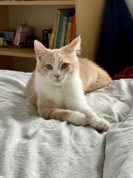 Chai -  Domestic Short Hair Cat for Adoption in Ottawa, Ontario - Chai | PetCurious