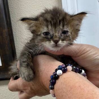 Ceiba -  Domestic Medium Hair Cat for Adoption in Lake Panasoffkee, Florida - Ceiba | PetCurious