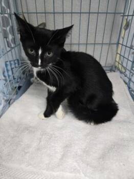 Vitamix -  Domestic Short Hair Cat for Adoption in Gainesville, Florida - Vitamix | PetCurious