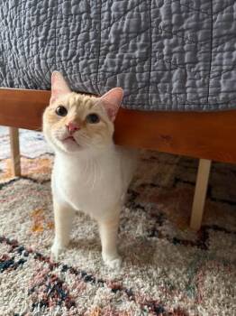 Siamese and Domestic Short Hair Cats Available for Adoption in Pearland, Texas - Https://www.mercari.com/us/item/m74072915102/?ref=search_results | PetCurious