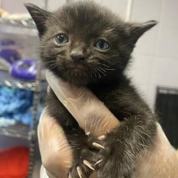 June -  Domestic Short Hair Cat for Adoption in South Elgin, Illinois - June | PetCurious