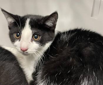 RUSTIN -  Domestic Short Hair Cat for Adoption in Clyde, North Carolina - RUSTIN | PetCurious