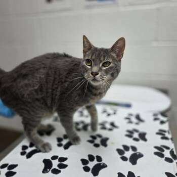 Domestic Short Hair Cats Available for Adoption in Incline Village, Nevada - Obi-Wan | PetCurious