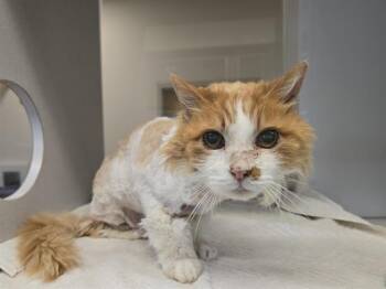 Domestic Long Hair Cats Available for Adoption in Auburn, California - LEOPOLD | PetCurious