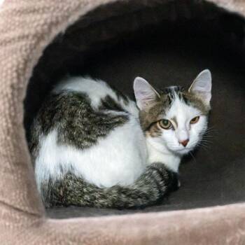 Emu -  Domestic Short Hair Cat for Adoption in Mckean, Pennsylvania - Emu | PetCurious