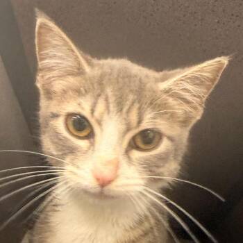 Domestic Short Hair Cats Available for Adoption in Evansville, Indiana - Princess Donut | PetCurious