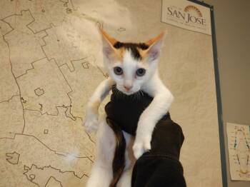 Rescue Domestic Short Hair Cats for Adoption in San Jose, California - MARCIE | PetCurious