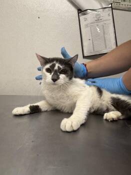 Domestic Short Hair Cats Available for Adoption in San Bernardino, California - BONNIE | PetCurious