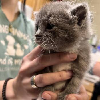 Silas -  Domestic Short Hair Cat for Adoption in Columbus, North Carolina - Silas | PetCurious