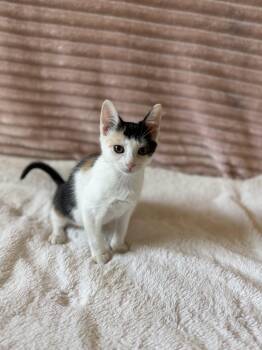 Winnie -  Domestic Short Hair Cat for Adoption in Syracuse, New York - Winnie | PetCurious