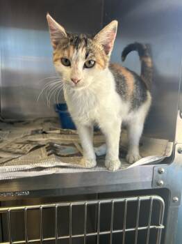 Rescue Domestic Short Hair Cats for Adoption in San Gabriel, California - Dido | PetCurious