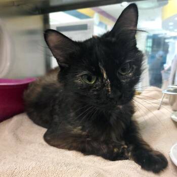 Bella -  Domestic Long Hair Cat for Adoption in Plover, Wisconsin - Bella | PetCurious
