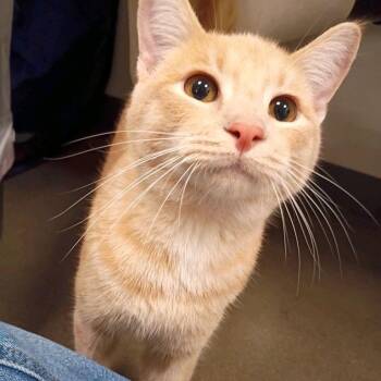 Skittles -  Domestic Short Hair Cat for Adoption in Hemet, California - Skittles | PetCurious