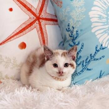 Berkeley -  Domestic Medium Hair Cat for Adoption in Fairway, Kansas - Berkeley | PetCurious