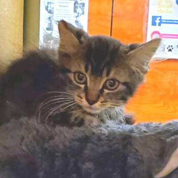 William -  Domestic Long Hair Cat for Adoption in Hemet, California - William | PetCurious