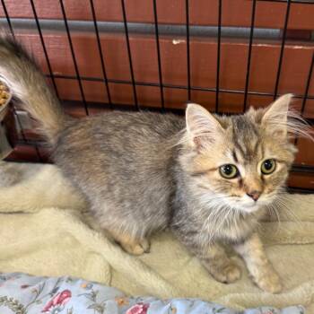 Raine -  Domestic Medium Hair Cat for Adoption in Chico, California - Raine | PetCurious