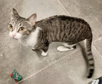 Lorelei -  Domestic Short Hair Cat for Adoption in San Juan Capistrano, California - Lorelei | PetCurious