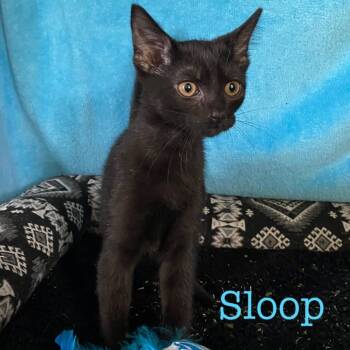 Rescue Domestic Short Hair Cats for Adoption in Richmond, Indiana - Sloop | PetCurious