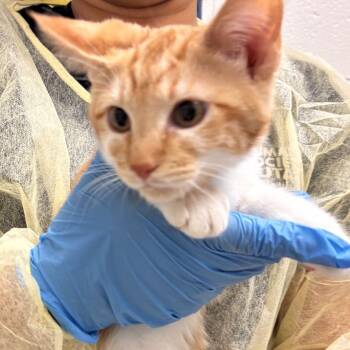 Violet -  Domestic Short Hair Cat for Adoption in Murray, Utah - Violet | PetCurious