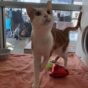 Domestic Short Hair Cats Available for Adoption in Kingman, Arizona - Hercules | PetCurious