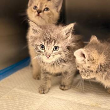 Domestic Long Hair Cats Available for Adoption in Spring Hill, Kansas - Munchkin | PetCurious