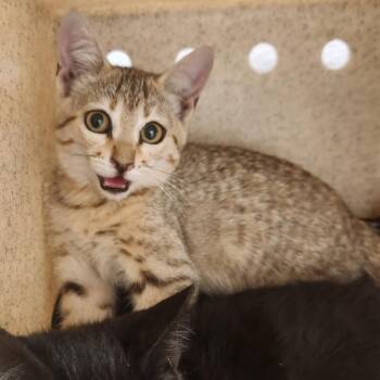 Aerith -  Domestic Short Hair Cat for Adoption in Reno, Nevada - Aerith | PetCurious