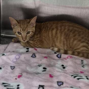 Gingerbread Man -  Domestic Short Hair Cat for Adoption in Ardmore, Oklahoma - Gingerbread Man | PetCurious