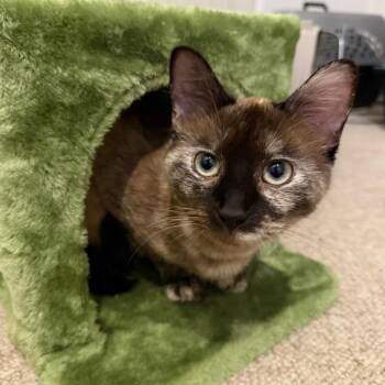 Siamese and Domestic Short Hair Cats Available for Adoption in Houston, Texas - Libby | PetCurious