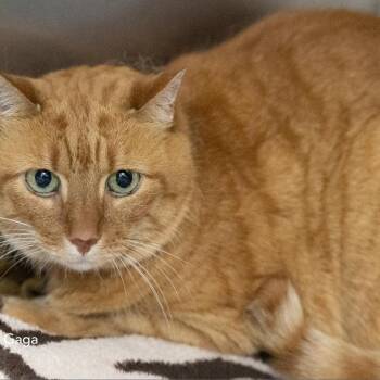 Rescue Domestic Short Hair Cats for Adoption in Merrifield, Virginia - Lady Gaga Woods | PetCurious