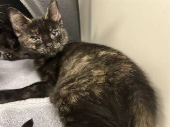MELON -  Domestic Short Hair Cat for Adoption in Ontario, California - MELON | PetCurious