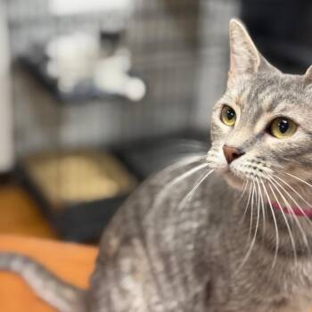 Marseilles -  Domestic Short Hair Cat for Adoption in Las Vegas, Nevada - Marseilles | PetCurious