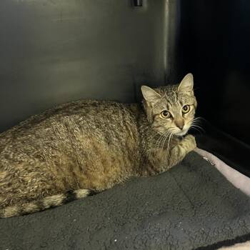 Mila -  Domestic Short Hair Cat for Adoption in Spokane, Washington - Mila | PetCurious
