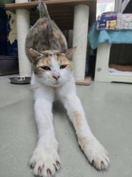 Skater -  Domestic Short Hair Cat for Adoption in Savannah, Georgia - Skater | PetCurious
