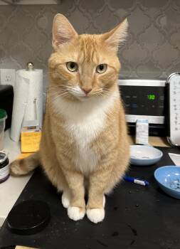 Rescue Domestic Short Hair Cats for Adoption in Philadelphia, Pennsylvania - Mango Patton | PetCurious