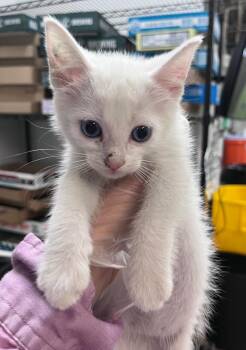 Ozark -  Domestic Short Hair Cat for Adoption in Cincinnati, Ohio - Ozark | PetCurious