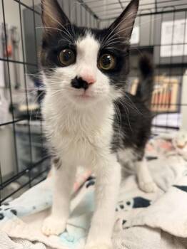 MIKE -  Domestic Medium Hair Cat for Adoption in Ontario, California - MIKE | PetCurious