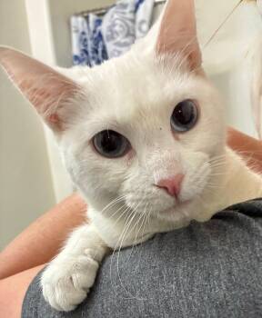 Lumi -  Domestic Short Hair Cat Available for Adoption in Tucson, Arizona - Lumi | PetCurious