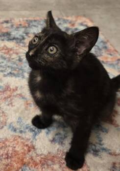 Buthayna -  Domestic Short Hair Cat Available for Adoption in Missouri City, Texas - Buthayna | PetCurious