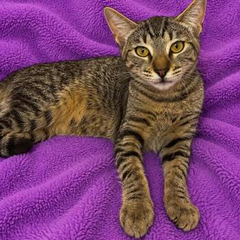 Melon -  Domestic Short Hair Cat for Adoption in Tucson, Arizona - Melon | PetCurious