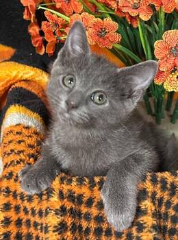 5/19/26 Rose -  Domestic Short Hair Cat for Adoption in Stillwater, Oklahoma - 5/19/26 Rose | PetCurious
