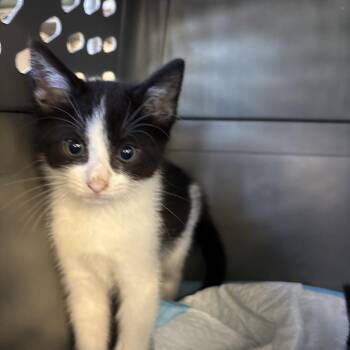 Domestic Short Hair Cats Available for Adoption in West Palm Beach, Florida - Spruce | PetCurious