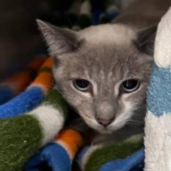 Domestic Short Hair Cats Available for Adoption in Los Angeles, California - Florence | PetCurious