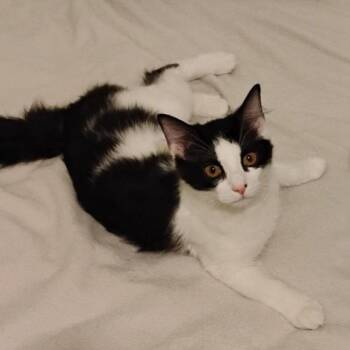 Cheese -  Tuxedo and Domestic Long Hair Cat for Adoption in Garland, Texas - Cheese | PetCurious