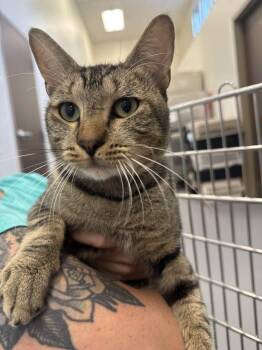 Clark Kent -  Domestic Short Hair Cat for Adoption in Hilton Head Island, South Carolina - Clark Kent | PetCurious