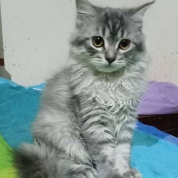 Silver Carly -  Ragamuffin and Siberian Cat for Adoption in Brampton, Ontario - Silver Carly | PetCurious