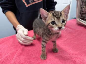 Rhea -  Domestic Short Hair Cat for Adoption in Raleigh, North Carolina - Rhea | PetCurious