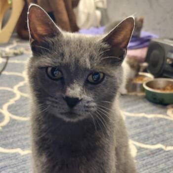 Ellis Grey -  Domestic Short Hair Cat for Adoption in Greenfield, Indiana - Ellis Grey | PetCurious