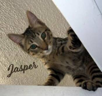 Rescue Tabby Cats for Adoption in Houston, Texas - Jasper #car-stowaway | PetCurious