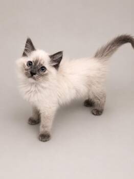 Pearl -  Domestic Long Hair and Siamese Cat for Adoption in Greensboro, North Carolina - Pearl | PetCurious